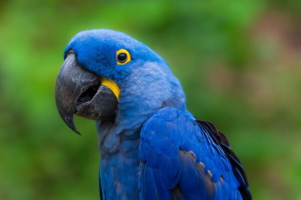 Птицы синего цвета с фото и описанием - Голубой ара