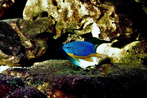 Рыбы синего цвета с фото и описанием - Хризиптера сапфирная или голубой дьявол