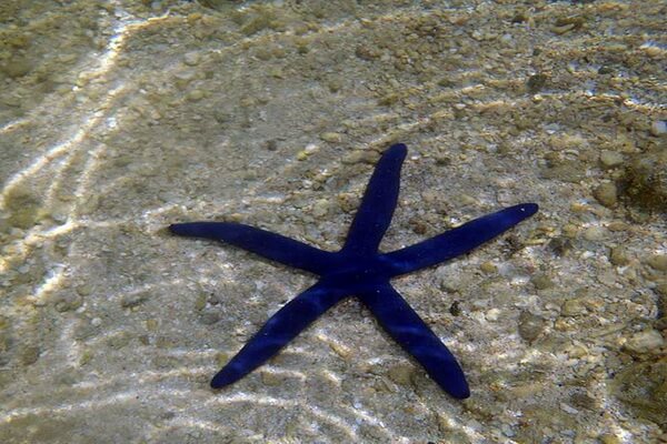 Животные синего цвета с фото и описанием - Линкия или синяя морская звезда