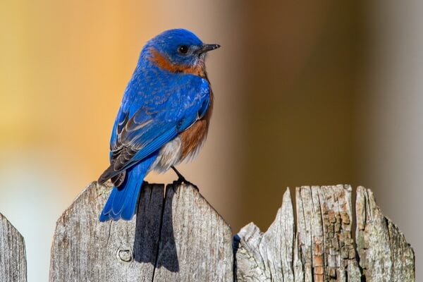 Птицы синего цвета с фото и описанием - Лазурные птицы или сиалии