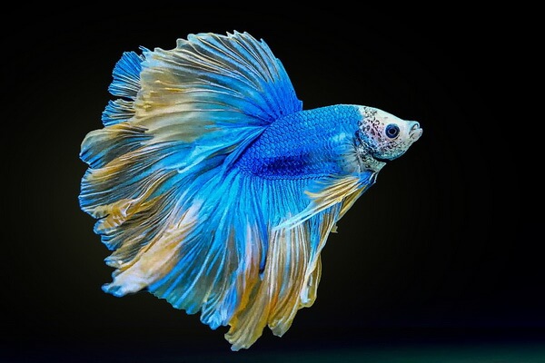 Рыбы синего цвета с фото и описанием - Бойцовская рыбка или сиамский петушок