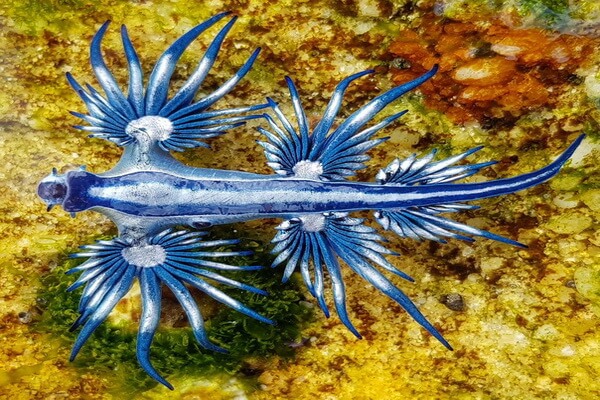 Животные синего цвета с фото и описанием - Голубой дракон (Glaucus atlanticus)