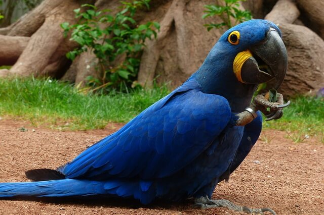 Животные и птицы синего и голубого цвета - фото, названия, описание